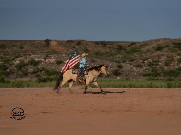 Quarter Pony Stute 11 Jahre 132 cm Buckskin in Canyon