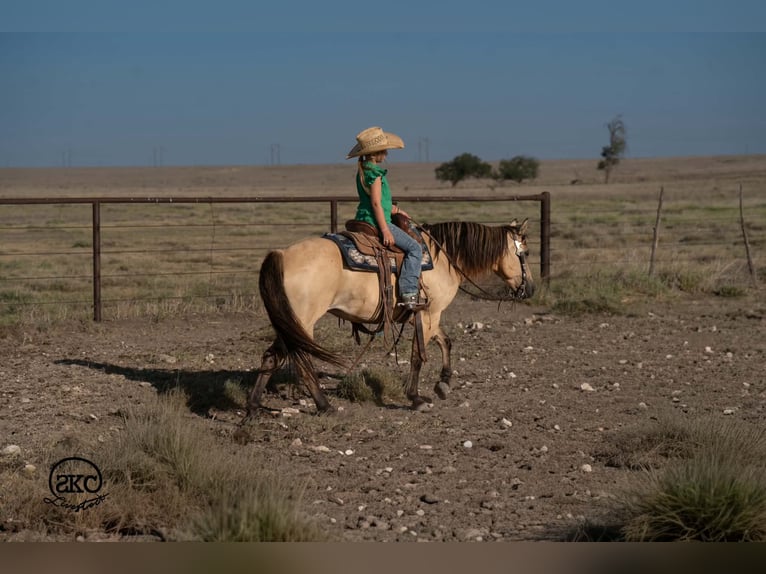 Quarter Pony Stute 11 Jahre 132 cm Buckskin in Canyon