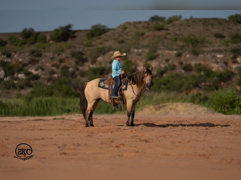 Quarter Pony Stute 11 Jahre 132 cm Buckskin in Canyon