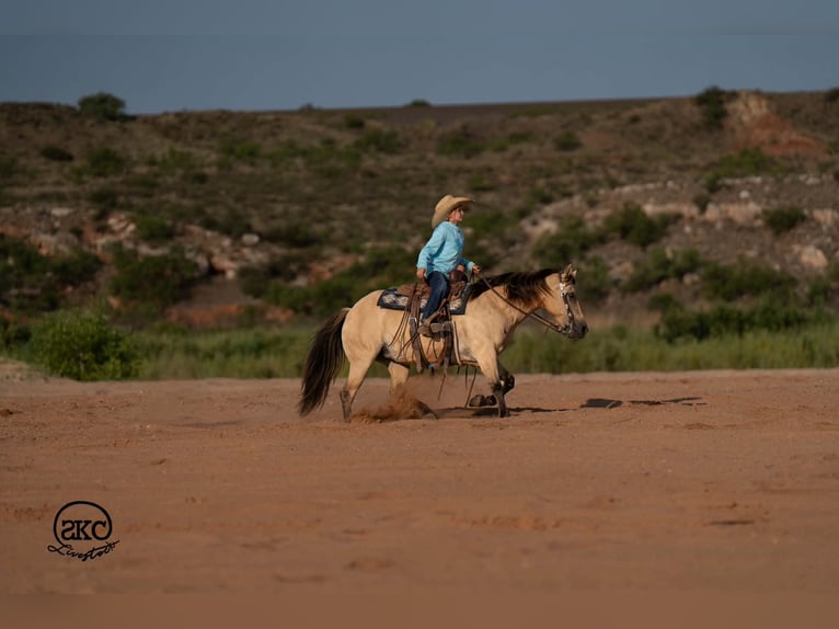 Quarter Pony Stute 11 Jahre 132 cm Buckskin in Canyon