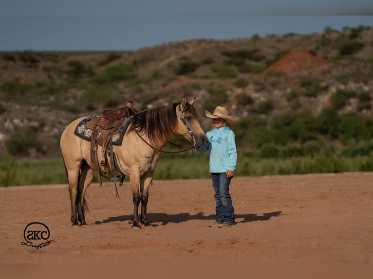 Quarter Pony Stute 11 Jahre 132 cm Buckskin in Canyon