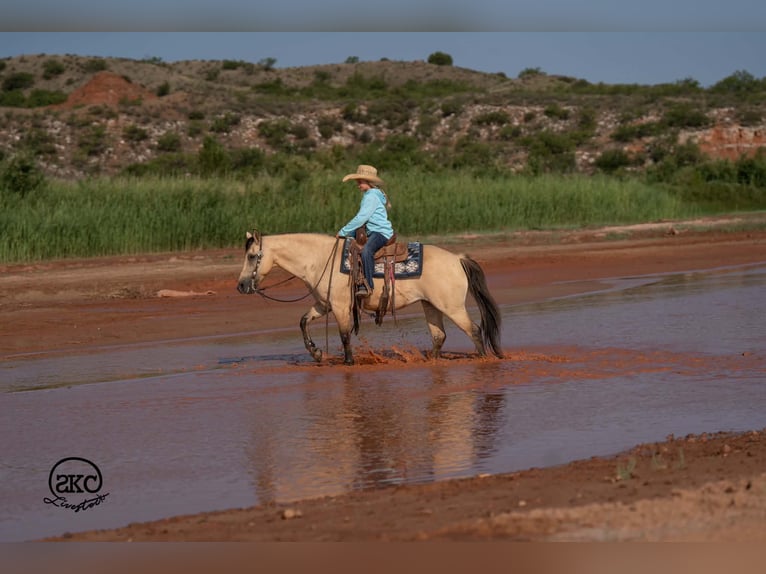 Quarter Pony Stute 11 Jahre 132 cm Buckskin in Canyon