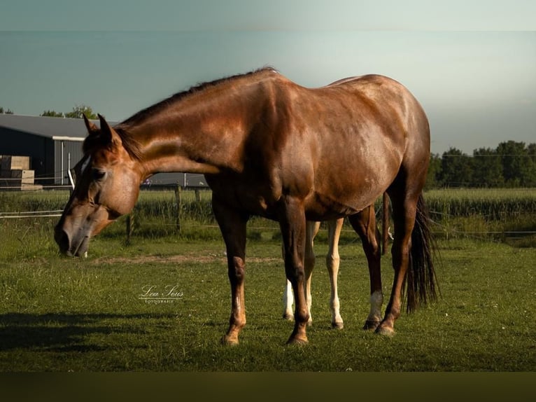 Quarter Pony Stute 11 Jahre 146 cm Brauner in Geilenkirchen