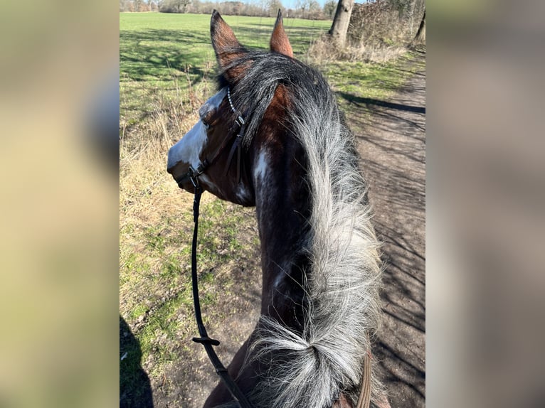 Quarter Pony Stute 11 Jahre 155 cm Overo-alle-Farben in Klein Nordende