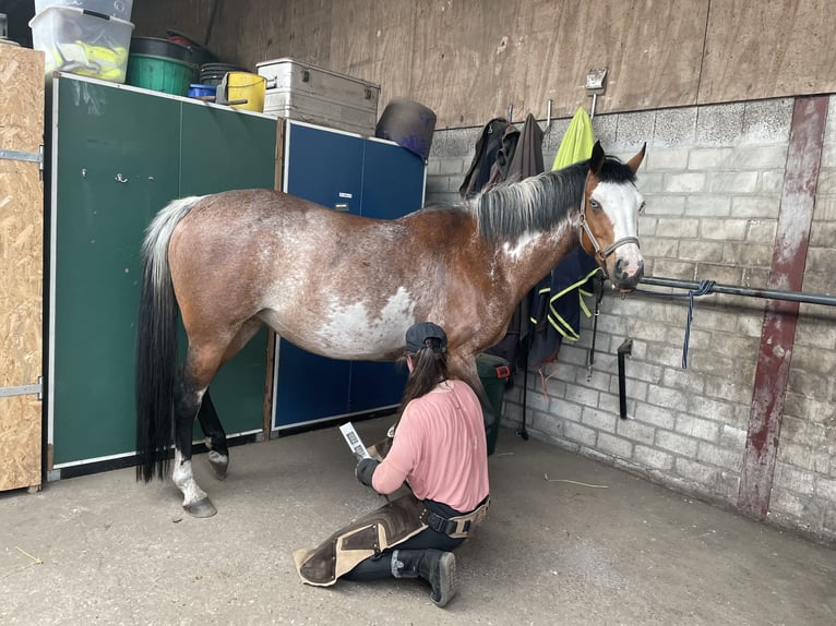 Quarter Pony Stute 11 Jahre 155 cm Overo-alle-Farben in Klein Nordende