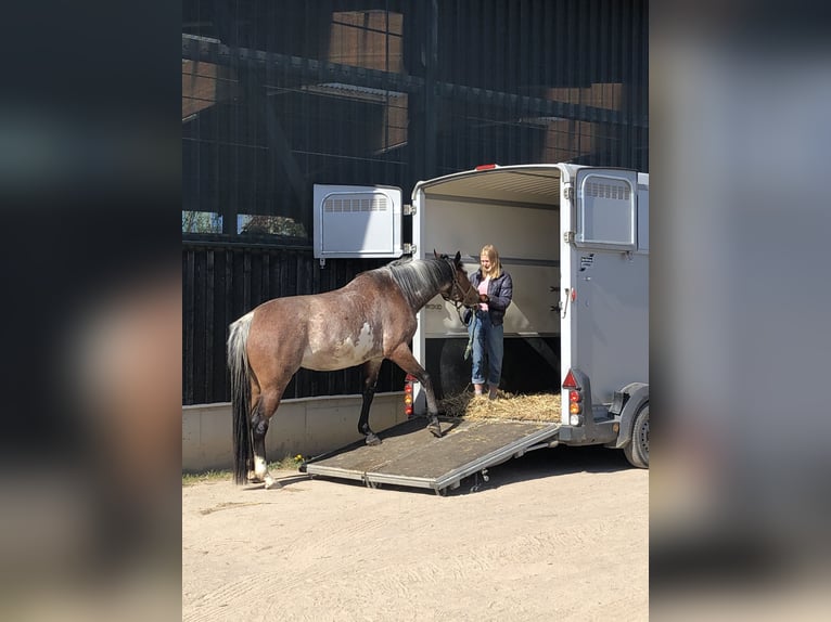 Quarter Pony Stute 11 Jahre 155 cm Overo-alle-Farben in Klein Nordende