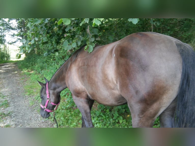 Quarter Pony Stute 11 Jahre Grullo in Haiming