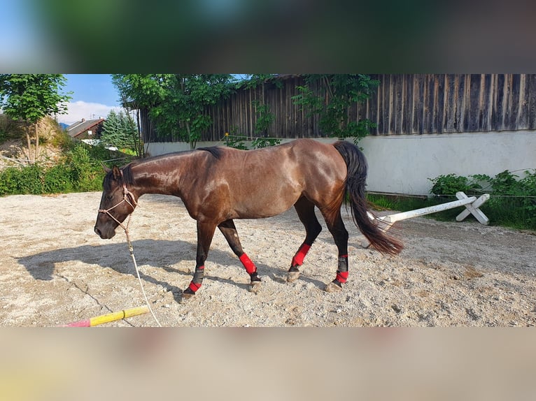Quarter Pony Stute 11 Jahre Grullo in Haiming