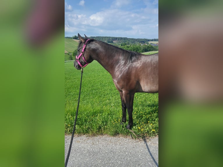 Quarter Pony Stute 11 Jahre Grullo in Haiming