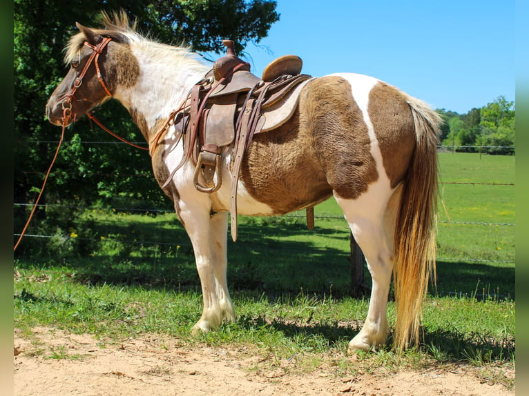 Quarter Pony Stute 12 Jahre 130 cm Grullo in Rusk, TX