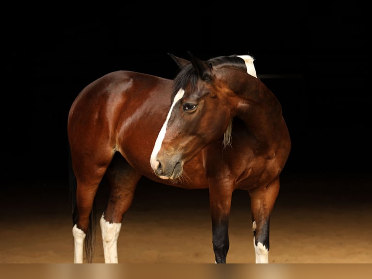 Quarter Pony Stute 12 Jahre 137 cm in Falmouth, KY