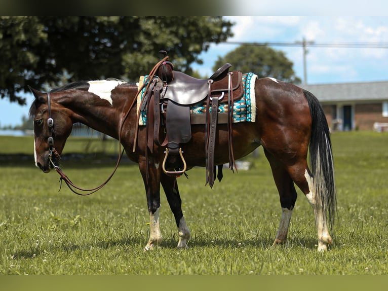 Quarter Pony Stute 12 Jahre 137 cm in Falmouth, KY