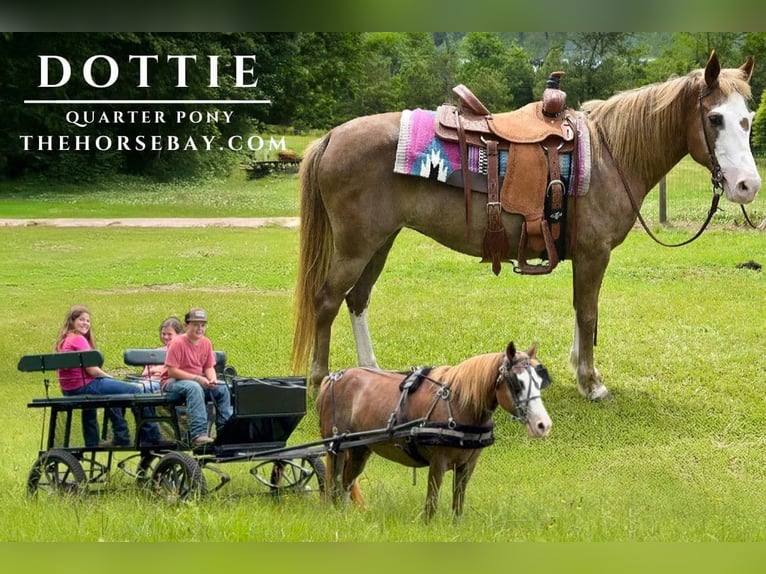 Quarter Pony Stute 12 Jahre 137 cm Rotfuchs in Kentwood, LA