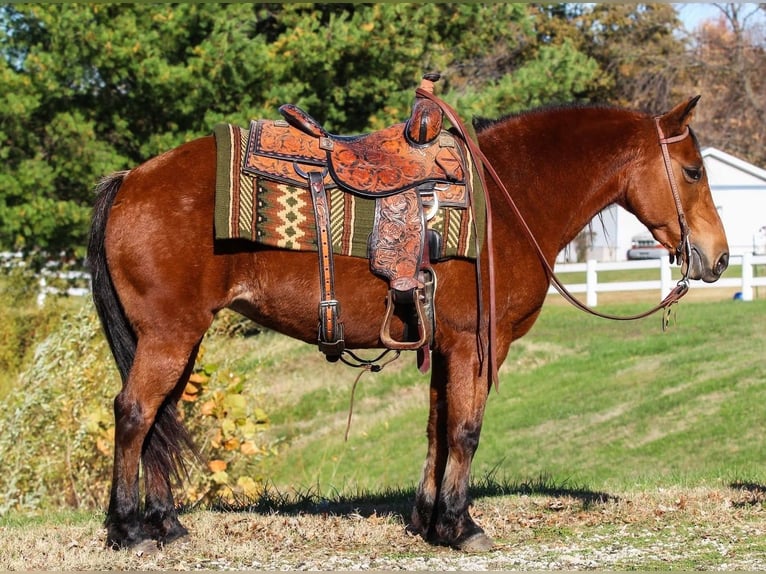 Quarter Pony Stute 12 Jahre 140 cm Rotbrauner in Robards