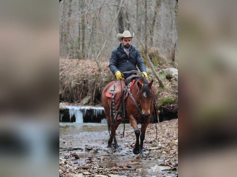 Quarter Pony Stute 12 Jahre 140 cm Rotbrauner in Robards