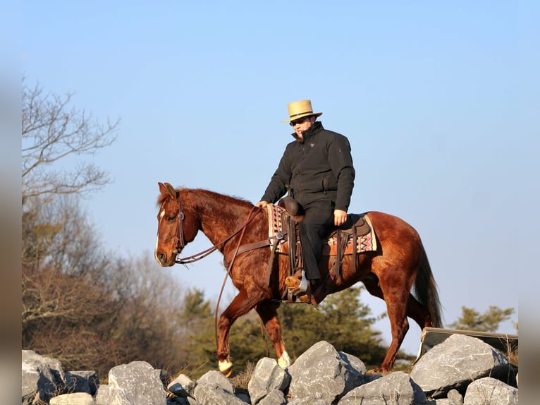 Quarter Pony Stute 12 Jahre 142 cm Rotfuchs in Rebersburg