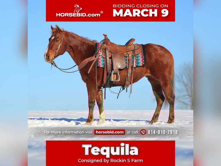 Quarter Pony Stute 12 Jahre 142 cm Rotfuchs in Rebersburg