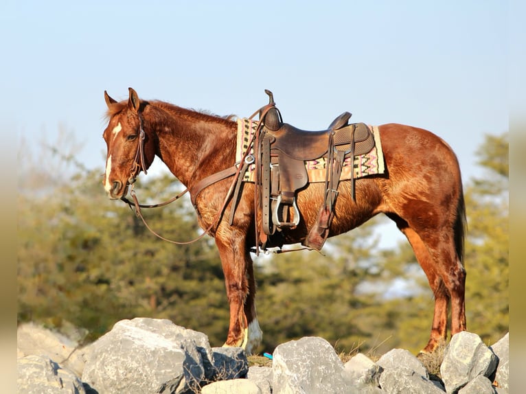 Quarter Pony Stute 12 Jahre 142 cm Rotfuchs in Rebersburg