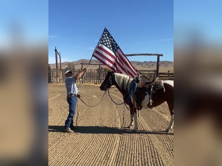 Quarter Pony Stute 13 Jahre 135 cm Tobiano-alle-Farben in Tres Pinos
