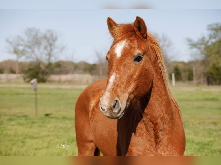 Quarter Pony Mix Stute 13 Jahre Rotfuchs in Ravenna, TX