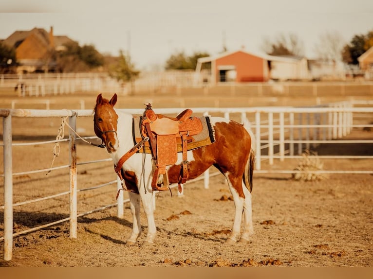 Quarter Pony Stute 13 Jahre in Rockwall, TX