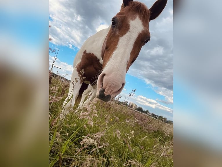 Quarter Pony Stute 14 Jahre 148 cm Schecke in Meckenbeuren