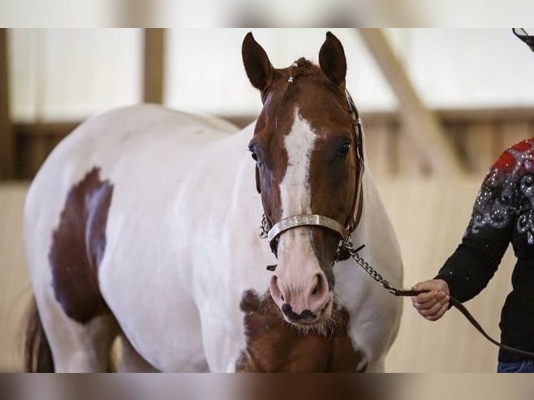 Quarter Pony Stute 14 Jahre 148 cm Schecke in Meckenbeuren