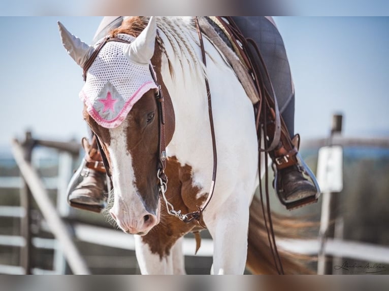 Quarter Pony Stute 14 Jahre 148 cm Schecke in Meckenbeuren