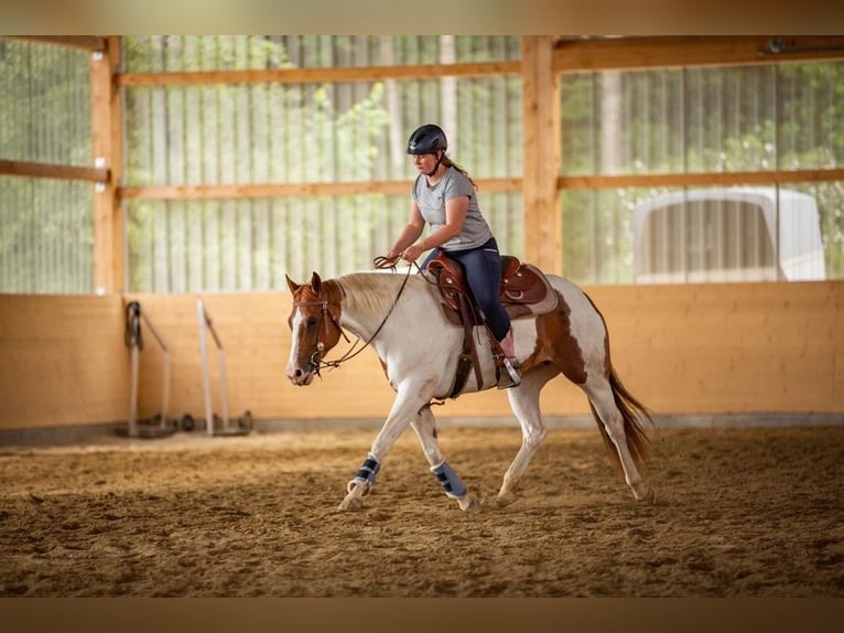 Quarter Pony Stute 14 Jahre 148 cm Schecke in Meckenbeuren