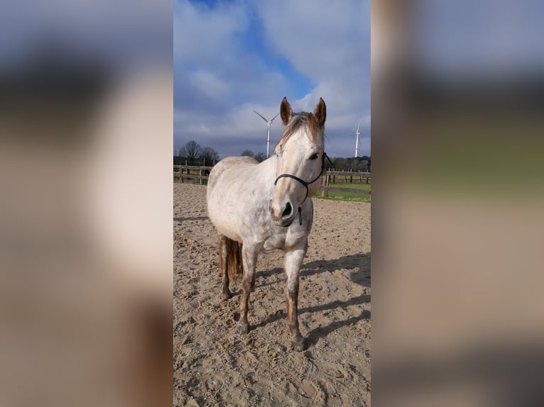 Quarter Pony Stute 14 Jahre 150 cm Schimmel in Kalmthout