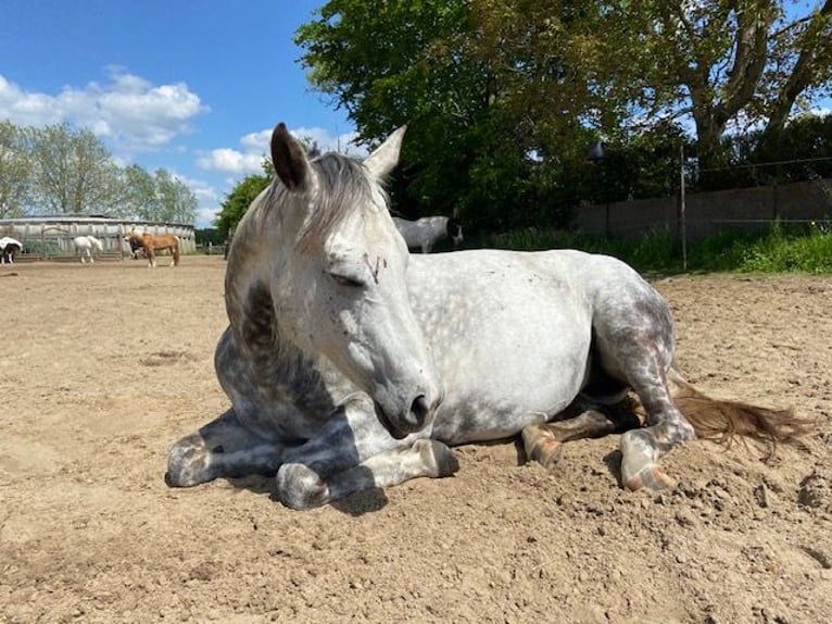 Quarter Pony Stute 14 Jahre 150 cm Schimmel in Kalmthout