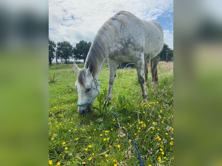Quarter Pony Stute 14 Jahre 150 cm Schimmel in Kalmthout
