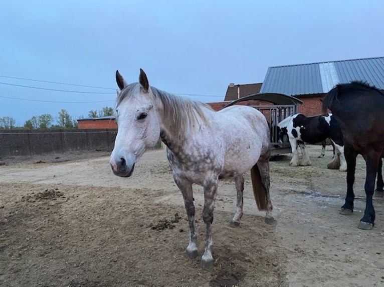 Quarter Pony Stute 14 Jahre 150 cm Schimmel in Kalmthout