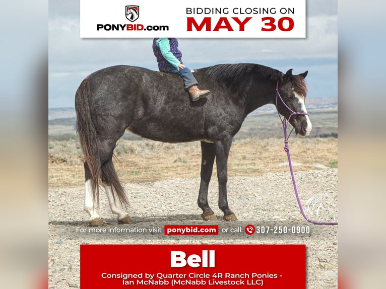 Quarter Pony Stute 14 Jahre Roan-Blue in Cody, WY