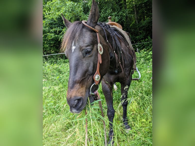 Quarter Pony Stute 15 Jahre in Nestelbach bei Graz