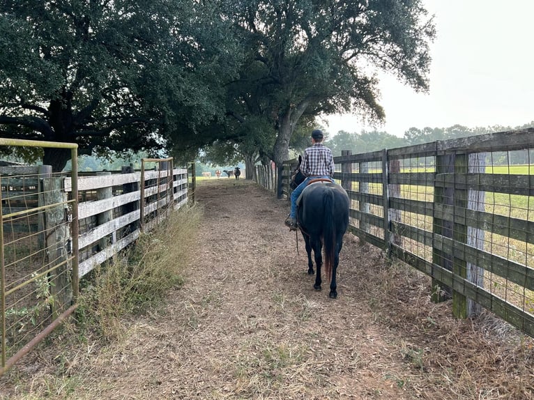 Quarter Pony Stute 16 Jahre 140 cm Rappe in Carthage