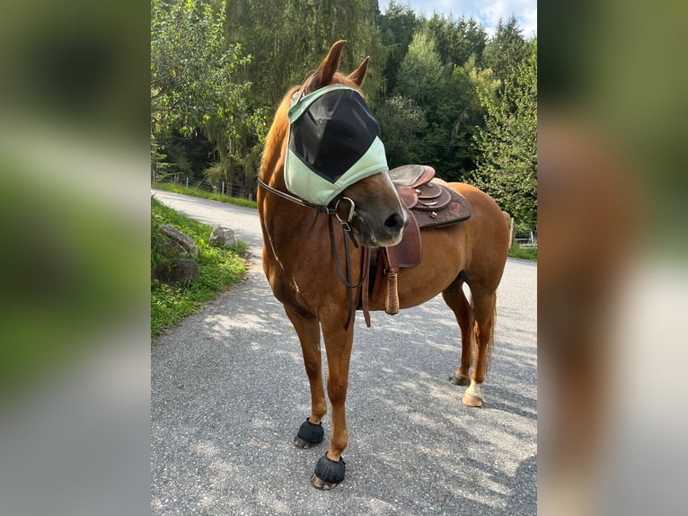 Quarter Pony Mix Stute 16 Jahre 143 cm Fuchs in Schwaz
