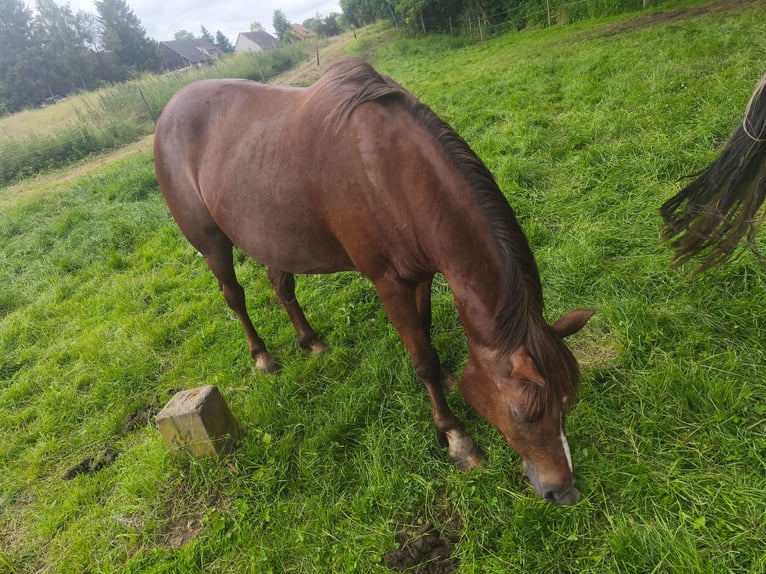 Quarter Pony Mix Stute 16 Jahre 145 cm Brauner in Naumburg