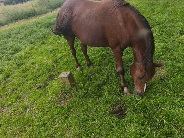 Quarter Pony Stute 16 Jahre 145 cm Brauner in Naumburg