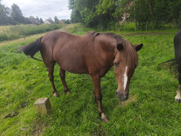 Quarter Pony Mix Stute 16 Jahre 145 cm Brauner in Naumburg