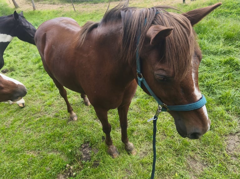 Quarter Pony Mix Stute 16 Jahre 145 cm Brauner in Naumburg
