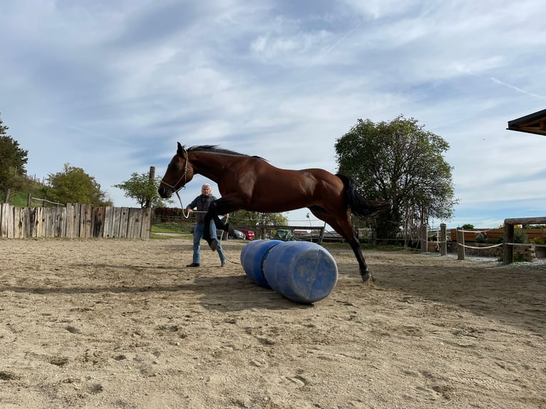 Quarter Pony Stute 16 Jahre 152 cm Brauner in Leobendorf