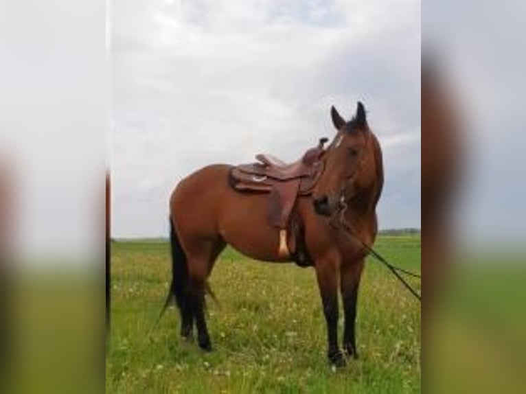 Quarter Pony Stute 16 Jahre 152 cm Brauner in Leobendorf