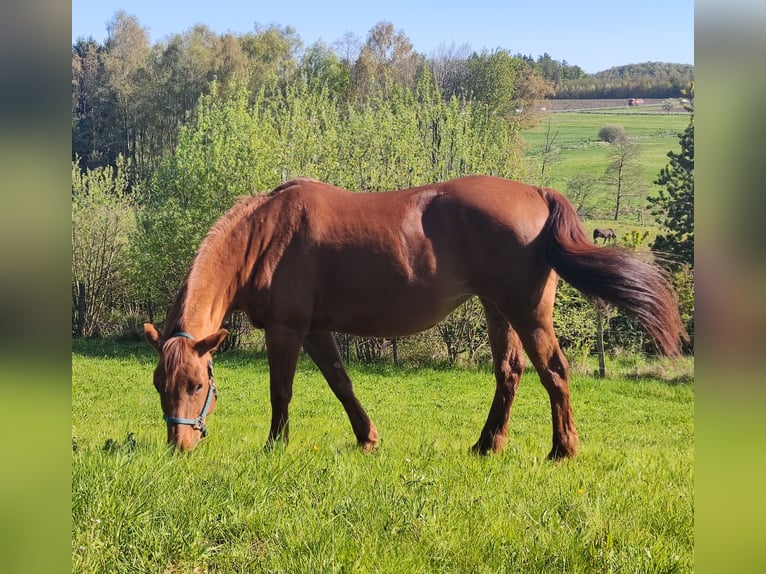 Quarter Pony Mix Stute 17 Jahre 151 cm Dunkelfuchs in Rothenbach