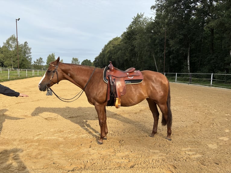 Quarter Pony Stute 17 Jahre 154 cm Fuchs in LaarEmlichheim