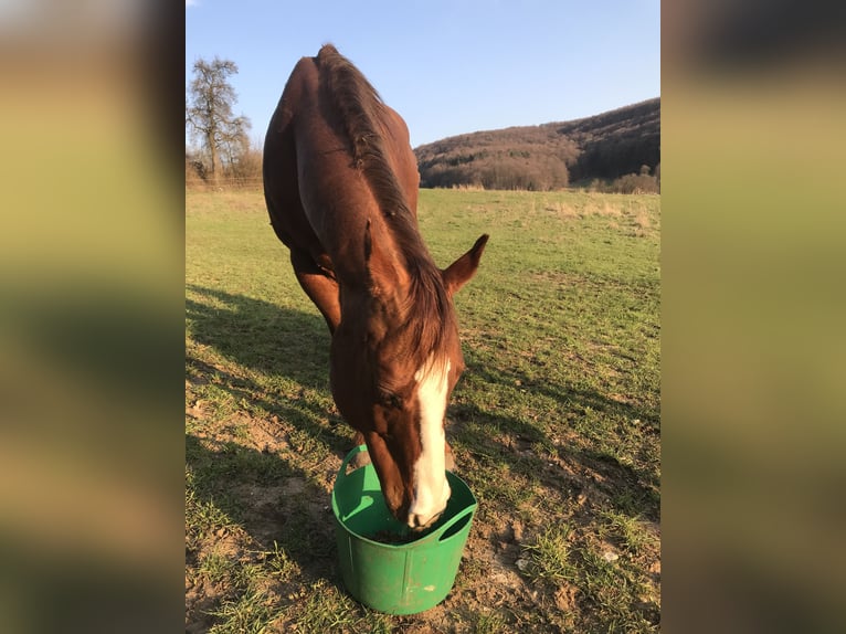 Quarter Pony Stute 18 Jahre 148 cm Fuchs in Bamberg