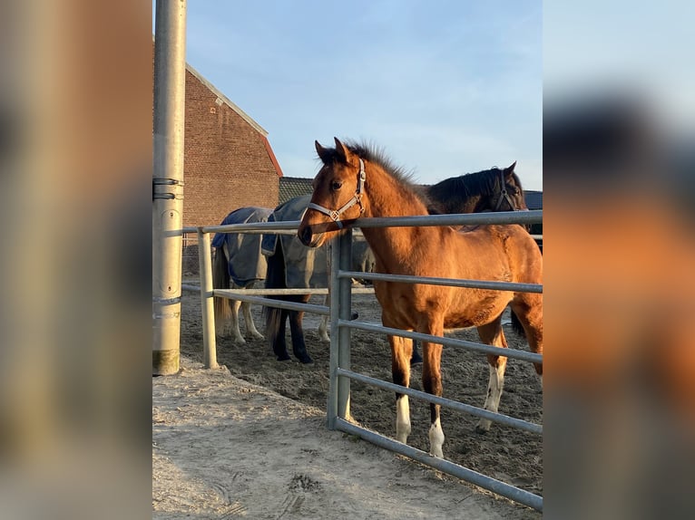Quarter Pony Mix Stute 1 Jahr 110 cm Hellbrauner in Deil