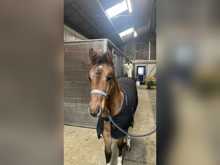 Quarter Pony Mix Stute 1 Jahr 110 cm Hellbrauner in Deil