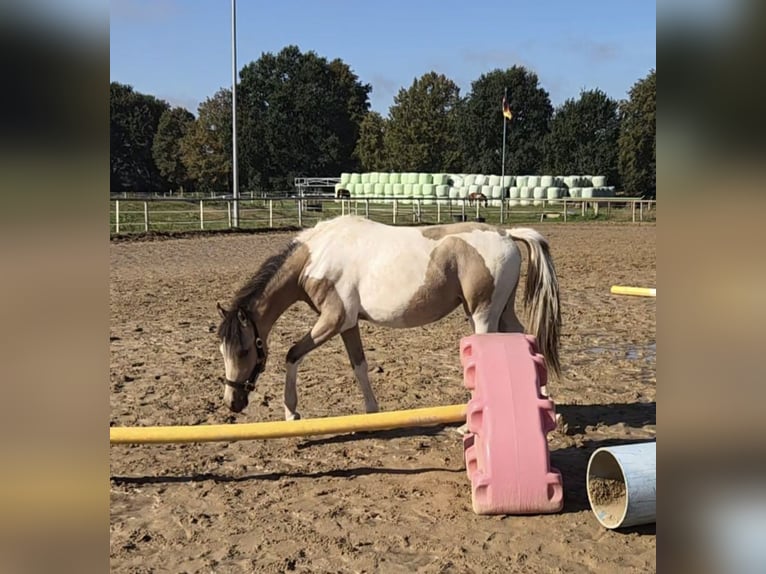 Quarter Pony Stute 1 Jahr 140 cm Tobiano-alle-Farben in Oberlangen