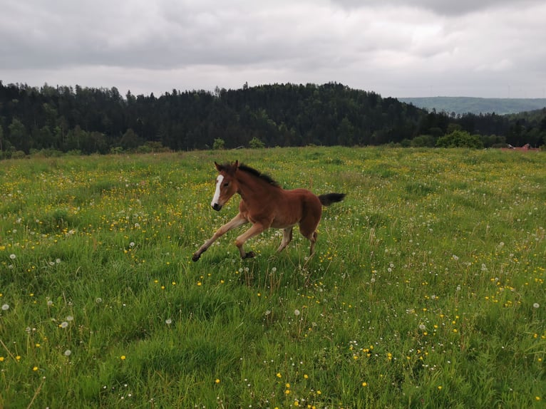 Quarter Pony Stute 1 Jahr 150 cm Brauner in Fichtenberg